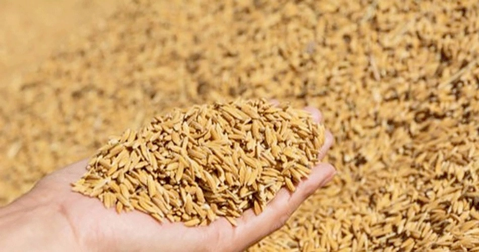 दाङमा यसवर्ष धान उत्पादन बढ्यो